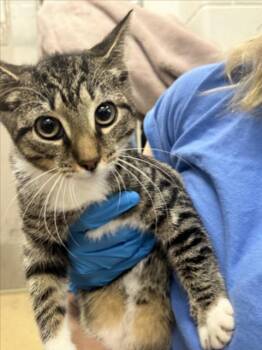 BROCCOLI -  Domestic Short Hair Cat for Adoption in Derwood, Maryland - BROCCOLI | PetCurious