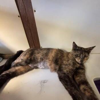 Shelly -  Domestic Short Hair Cat for Adoption in Braintree, Massachusetts - Shelly | PetCurious
