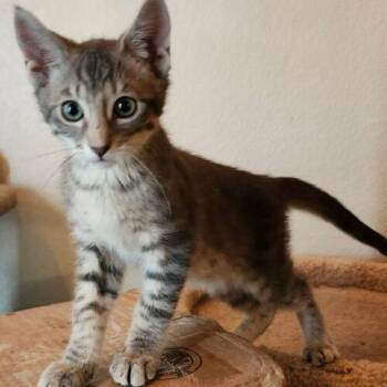 Alfie -  Tabby and Domestic Short Hair Cat for Adoption in Gilbert, Arizona - Alfie | PetCurious