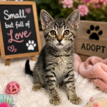 Fergie -  Domestic Short Hair Cat for Adoption in Fresno, California - Fergie | PetCurious