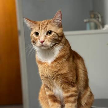 Sunny -  American Shorthair Cat for Adoption in San Pablo, California - Sunny | PetCurious