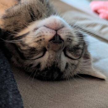 Timon -  Domestic Short Hair Cat for Adoption in Greenville, South Carolina - Timon | PetCurious