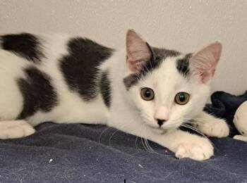 Rescue American Shorthair Cats for Adoption in Manning, South Carolina - Link | PetCurious