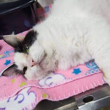 Elyse -  Domestic Long Hair Cat for Adoption in Dixon, Illinois - Elyse | PetCurious