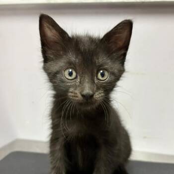 Turtle -  Domestic Short Hair Cat for Adoption in South Elgin, Illinois - Turtle | PetCurious