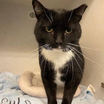 Domestic Short Hair Cats Available for Adoption in Dayton, Ohio - Big Buford | PetCurious