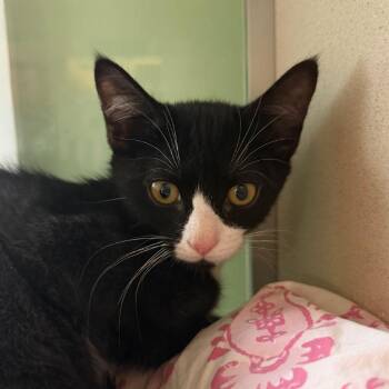Penelope -  Domestic Short Hair Cat for Adoption in Calverton, New York - Penelope | PetCurious