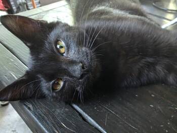 Snowball -  Domestic Short Hair Cat for Adoption in Livonia, Michigan - Snowball | PetCurious