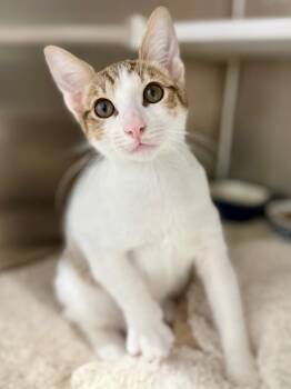 Rescue Domestic Short Hair and Abyssinian Cats for Adoption in Fort Lauderdale, Florida - Hot Wheels | PetCurious
