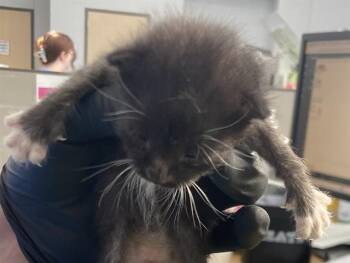 LARRY -  Domestic Short Hair Cat for Adoption in Dallas, Texas - LARRY | PetCurious