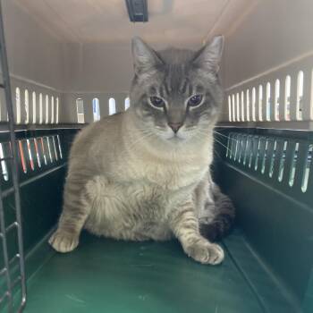 Dusty -  Siamese Cat for Adoption in Galveston, Texas - Dusty | PetCurious