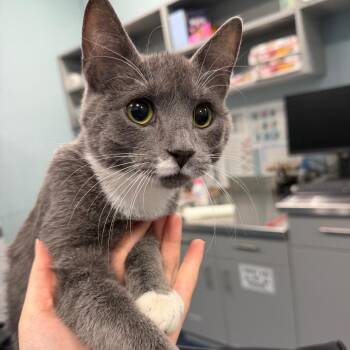 Crumpet -  Domestic Short Hair Cat for Adoption in Greensboro, North Carolina - Crumpet | PetCurious