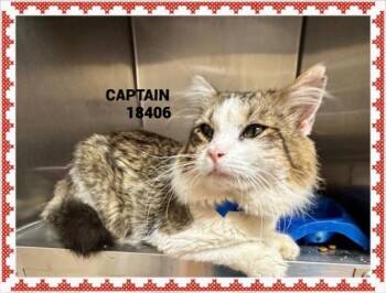 Domestic Long Hair Cats Available for Adoption in Marietta, Georgia - CAPTAIN | PetCurious