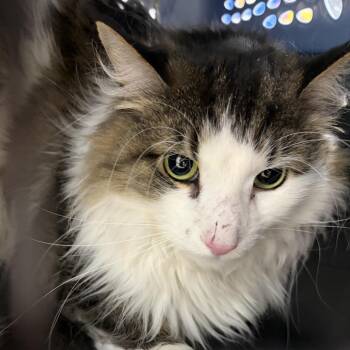 Domestic Short Hair Cats Available for Adoption in Newark, New Jersey - Onyx | PetCurious