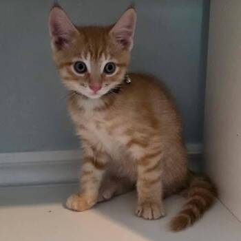 Ashton - Confident & Adventurous -  Tabby Cat for Adoption in Hamilton, Ontario - Ashton - Confident & Adventurous | PetCurious