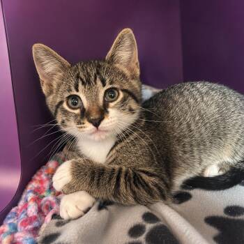 Elmer -  Domestic Short Hair Cat for Adoption in Pontiac, Michigan - Elmer | PetCurious