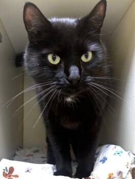 JUNEAU -  Domestic Short Hair Cat for Adoption in Dedham, Massachusetts - JUNEAU | PetCurious