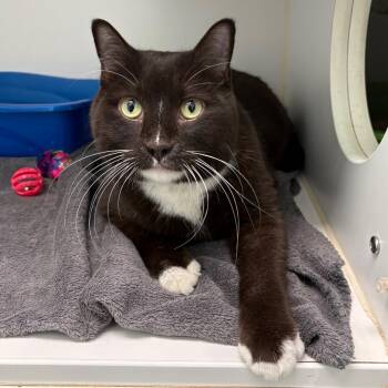 Domestic Short Hair Cats Available for Adoption in Clavet, Saskatchewan - Trapper | PetCurious