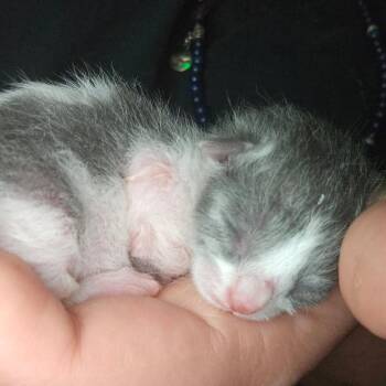 Thanos -  Domestic Short Hair Cat for Adoption in Houston, Texas - Thanos | PetCurious