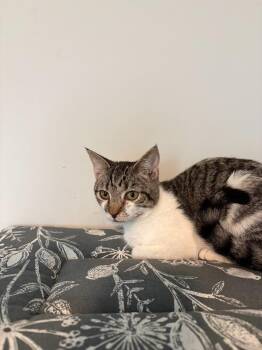 Frost Bite -  Domestic Short Hair Cat for Adoption in Warrenville, South Carolina - Frost Bite | PetCurious