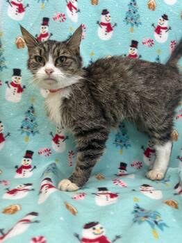 Rescue Domestic Medium Hair Cats for Adoption in Denham Springs, Louisiana - Jane | PetCurious