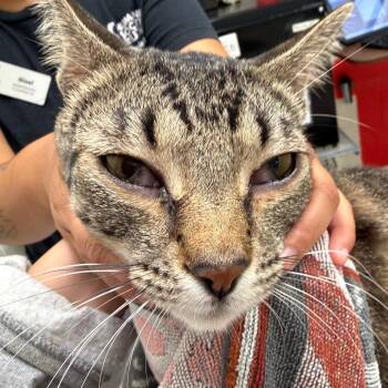 Cleopatra -  Domestic Short Hair Cat for Adoption in Murray, Utah - Cleopatra | PetCurious