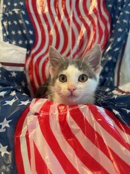 Archie -  Domestic Short Hair Cat for Adoption in Omaha, Nebraska - Archie | PetCurious