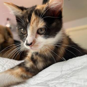 Peach -  Domestic Short Hair Cat for Adoption in Pleasant Hill, California - Peach | PetCurious