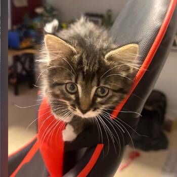 Devi -  Domestic Medium Hair Cat for Adoption in Layton, Utah - Devi | PetCurious