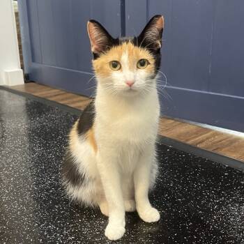 Rescue Domestic Short Hair Cats for Adoption in Ferndale, Michigan - Versace | PetCurious