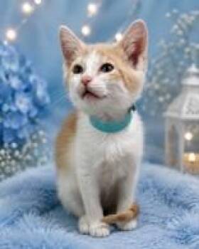 Domestic Short Hair Cats Available for Adoption in Portsmouth, Ohio - Pint | PetCurious