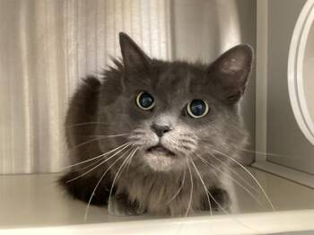 MISTY SMOKE -  Domestic Medium Hair Cat for Adoption in Tustin, California - MISTY SMOKE | PetCurious