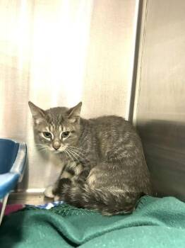 Carmine -  Domestic Short Hair Cat for Adoption in Muskegon, Michigan - Carmine | PetCurious