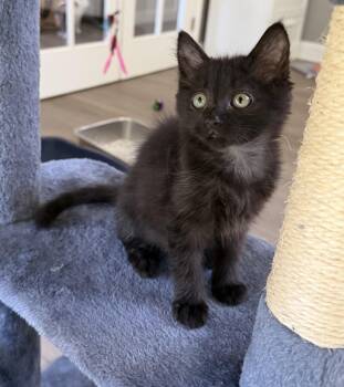 Shelly -  Domestic Medium Hair Cat for Adoption in Ephrata, Washington - Shelly | PetCurious