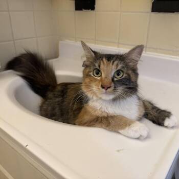 Kibi -  Domestic Long Hair Cat for Adoption in New York, New York - Kibi | PetCurious