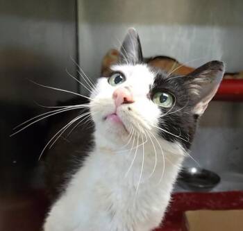 Bon Jovi -  Domestic Short Hair Cat for Adoption in Cincinnati, Ohio - Bon Jovi | PetCurious