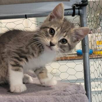 Fru Fru -  Domestic Short Hair Cat for Adoption in Martinsville, Indiana - Fru Fru | PetCurious