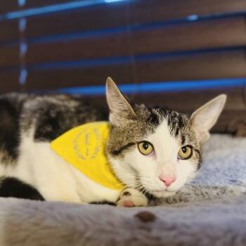 Rescue Domestic Short Hair Cats for Adoption in Marysville, Ohio - Ricky | PetCurious