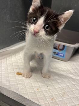 Bunny -  Domestic Medium Hair Cat Available for Adoption in Metter, Georgia - Bunny | PetCurious