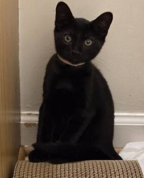 Rescue Domestic Short Hair Cats for Adoption in Washington Grove, Maryland - Renji | PetCurious