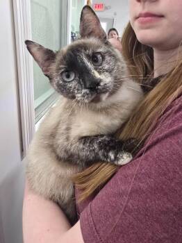 Siamese Cats Available for Adoption in Glenfield, New York - Ophelia | PetCurious