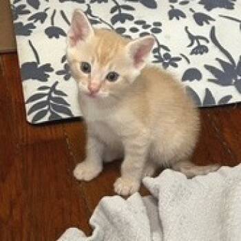 Rescue Domestic Short Hair Cats for Adoption in Austin, Texas - Magnum 25 | PetCurious