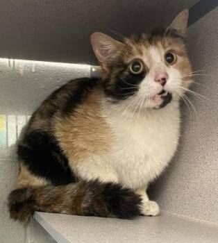Domestic Short Hair Cats Available for Adoption in Salt Lake City, Utah - *Maple Syrup* | PetCurious