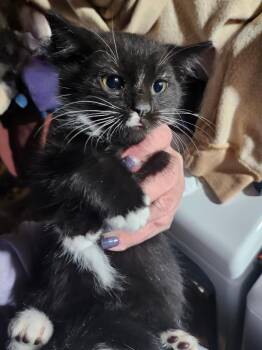 Rescue Domestic Short Hair Cats for Adoption in East Brunswick, New Jersey - Reese | PetCurious