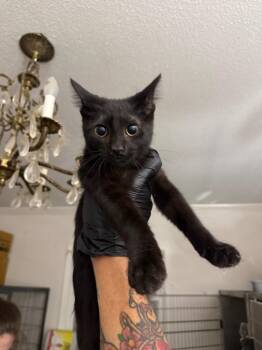 Maya -  Domestic Short Hair Cat for Adoption in Warrenville, South Carolina - Maya | PetCurious