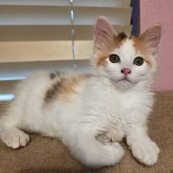 Grace -  Calico and Domestic Medium Hair Cat for Adoption in Sacramento, California - Grace | PetCurious