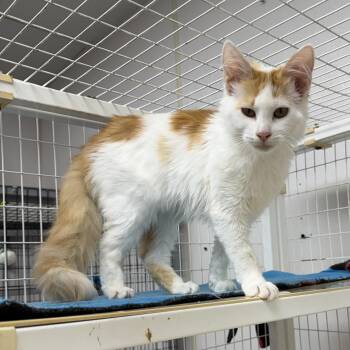 Buffy -  Domestic Long Hair Cat for Adoption in Senatobia, Mississippi - Buffy | PetCurious