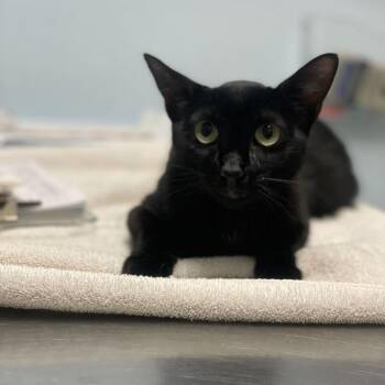 Domestic Short Hair Cats Available for Adoption in Riverside, California - Ash | PetCurious