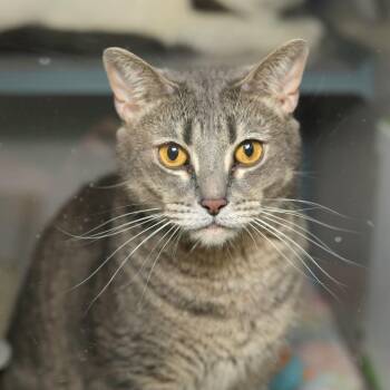 Domestic Short Hair Cats Available for Adoption in Evansville, Indiana - Nigel | PetCurious