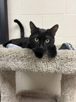 Figaro -  Domestic Short Hair Cat for Adoption in Valparaiso, Indiana - Figaro | PetCurious